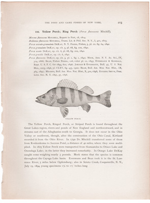 YELLOW PERCH